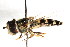  ( - CNC DIPTERA 35870)  @14 [ ] CreativeCommons - Attribution (2011) CNC/CBG Photography Group Centre for Biodiversity Genomics