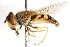  ( - CNC DIPTERA 69782)  @14 [ ] CreativeCommons - Attribution (2011) CNC/CBG Photography Group Centre for Biodiversity Genomics