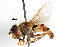 ( - CNC DIPTERA 69828)  @13 [ ] CreativeCommons - Attribution (2011) CNC/CBG Photography Group Centre for Biodiversity Genomics
