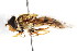  ( - CNC DIPTERA 69829)  @11 [ ] CreativeCommons - Attribution (2011) CNC/CBG Photography Group Centre for Biodiversity Genomics