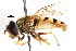  ( - CNC DIPTERA 69830)  @12 [ ] CreativeCommons - Attribution (2011) CNC/CBG Photography Group Centre for Biodiversity Genomics