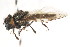  ( - CNC DIPTERA 73526)  @13 [ ] CreativeCommons - Attribution (2011) CNC/CBG Photography Group Centre for Biodiversity Genomics