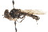  ( - CNC DIPTERA 73527)  @13 [ ] CreativeCommons - Attribution (2011) CNC/CBG Photography Group Centre for Biodiversity Genomics