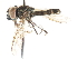 ( - CNC DIPTERA 73528)  @11 [ ] CreativeCommons - Attribution (2011) CNC/CBG Photography Group Centre for Biodiversity Genomics