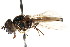  ( - CNC DIPTERA 73640)  @11 [ ] CreativeCommons - Attribution (2011) CNC/CBG Photography Group Centre for Biodiversity Genomics