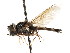  ( - CNC DIPTERA 73655)  @11 [ ] CreativeCommons - Attribution (2011) CNC/CBG Photography Group Centre for Biodiversity Genomics