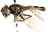  ( - CNC DIPTERA 73658)  @11 [ ] CreativeCommons - Attribution (2011) CNC/CBG Photography Group Centre for Biodiversity Genomics