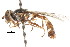  ( - CNC DIPTERA 73824)  @12 [ ] CreativeCommons - Attribution (2011) CNC/CBG Photography Group Centre for Biodiversity Genomics
