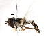 (Austroscaeva - CNC DIPTERA 74095)  @11 [ ] CreativeCommons - Attribution (2011) CNC/CBG Photography Group Centre for Biodiversity Genomics