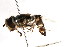  ( - CNC DIPTERA 74219)  @11 [ ] CreativeCommons - Attribution (2011) CNC/CBG Photography Group Centre for Biodiversity Genomics