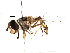 ( - CNC DIPTERA 74246)  @11 [ ] CreativeCommons - Attribution (2011) CNC/CBG Photography Group Centre for Biodiversity Genomics