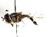  (Scaeva affinis - CNC DIPTERA 74700)  @14 [ ] CreativeCommons - Attribution (2011) CNC/CBG Photography Group Centre for Biodiversity Genomics