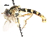  ( - CNC DIPTERA 75269)  @11 [ ] CreativeCommons - Attribution (2011) CNC/CBG Photography Group Centre for Biodiversity Genomics