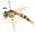  ( - CNC DIPTERA 75283)  @13 [ ] CreativeCommons - Attribution (2011) CNC/CBG Photography Group Centre for Biodiversity Genomics