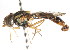  ( - CNC DIPTERA 75284)  @13 [ ] CreativeCommons - Attribution (2011) CNC/CBG Photography Group Centre for Biodiversity Genomics