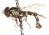  ( - CNC DIPTERA 75285)  @11 [ ] CreativeCommons - Attribution (2011) CNC/CBG Photography Group Centre for Biodiversity Genomics