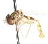  ( - CNC DIPTERA 75287)  @12 [ ] CreativeCommons - Attribution (2011) CNC/CBG Photography Group Centre for Biodiversity Genomics