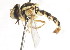  ( - CNC DIPTERA 75610)  @11 [ ] CreativeCommons - Attribution (2011) CNC/CBG Photography Group Centre for Biodiversity Genomics