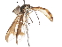  ( - CNC DIPTERA 83043)  @13 [ ] CreativeCommons - Attribution (2011) CNC/CBG Photography Group Centre for Biodiversity Genomics