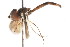 ( - CNC DIPTERA 83059)  @11 [ ] CreativeCommons - Attribution (2011) CNC/CBG Photography Group Centre for Biodiversity Genomics