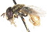  ( - CNC DIPTERA 83247)  @11 [ ] CreativeCommons - Attribution (2011) CNC/CBG Photography Group Centre for Biodiversity Genomics