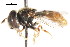  ( - CNC DIPTERA 83251)  @11 [ ] CreativeCommons - Attribution (2011) CNC/CBG Photography Group Centre for Biodiversity Genomics