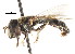  ( - CNC DIPTERA 83254)  @11 [ ] CreativeCommons - Attribution (2011) CNC/CBG Photography Group Centre for Biodiversity Genomics