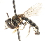  ( - CNC DIPTERA 83263)  @11 [ ] CreativeCommons - Attribution (2011) CNC/CBG Photography Group Centre for Biodiversity Genomics