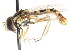  ( - HP148)  @13 [ ] CreativeCommons - Attribution (2011) CNC/CBG Photography Group Centre for Biodiversity Genomics
