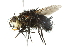  ( - CNC DIPTERA 010271)  @11 [ ] CreativeCommons - Attribution (2011) CNC/CBG Photography Group Centre for Biodiversity Genomics