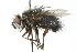  ( - CNC DIPTERA 103927)  @14 [ ] CreativeCommons - Attribution (2011) CNC/CBG Photography Group Centre for Biodiversity Genomics