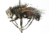  ( - CNC DIPTERA 103929)  @13 [ ] CreativeCommons - Attribution (2011) CNC/CBG Photography Group Centre for Biodiversity Genomics