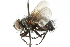  ( - CNC DIPTERA 103930)  @13 [ ] CreativeCommons - Attribution (2011) CNC/CBG Photography Group Centre for Biodiversity Genomics