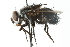  (Leschenaultia - CNC DIPTERA 103933)  @15 [ ] CreativeCommons - Attribution (2011) CNC/CBG Photography Group Centre for Biodiversity Genomics