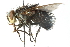  ( - CNC DIPTERA 103943)  @14 [ ] CreativeCommons - Attribution (2011) CNC/CBG Photography Group Centre for Biodiversity Genomics