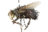  ( - CNC DIPTERA 103944)  @13 [ ] CreativeCommons - Attribution (2011) CNC/CBG Photography Group Centre for Biodiversity Genomics