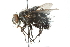  ( - CNC DIPTERA 103945)  @13 [ ] CreativeCommons - Attribution (2011) CNC/CBG Photography Group Centre for Biodiversity Genomics
