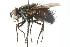  ( - CNC DIPTERA 103950)  @13 [ ] CreativeCommons - Attribution (2011) CNC/CBG Photography Group Centre for Biodiversity Genomics