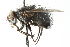  ( - CNC DIPTERA 103952)  @13 [ ] CreativeCommons - Attribution (2011) CNC/CBG Photography Group Centre for Biodiversity Genomics