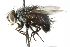  ( - CNC DIPTERA 103953)  @14 [ ] CreativeCommons - Attribution (2011) CNC/CBG Photography Group Centre for Biodiversity Genomics