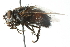  ( - CNC DIPTERA 103954)  @13 [ ] CreativeCommons - Attribution (2011) CNC/CBG Photography Group Centre for Biodiversity Genomics