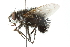  ( - CNC DIPTERA 103956)  @11 [ ] CreativeCommons - Attribution (2011) CNC/CBG Photography Group Centre for Biodiversity Genomics