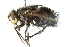  ( - CNC DIPTERA 103957)  @13 [ ] CreativeCommons - Attribution (2011) CNC/CBG Photography Group Centre for Biodiversity Genomics