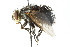  ( - CNC DIPTERA 103958)  @13 [ ] CreativeCommons - Attribution (2011) CNC/CBG Photography Group Centre for Biodiversity Genomics