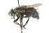  ( - CNC DIPTERA 103961)  @13 [ ] CreativeCommons - Attribution (2011) CNC/CBG Photography Group Centre for Biodiversity Genomics