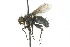  ( - CNC DIPTERA 103966)  @13 [ ] CreativeCommons - Attribution (2011) CNC/CBG Photography Group Centre for Biodiversity Genomics