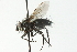  ( - CNC DIPTERA 103968)  @13 [ ] CreativeCommons - Attribution (2011) CNC/CBG Photography Group Centre for Biodiversity Genomics