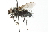  ( - CNC DIPTERA 103969)  @12 [ ] CreativeCommons - Attribution (2011) CNC/CBG Photography Group Centre for Biodiversity Genomics