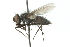  ( - CNC DIPTERA 103989)  @13 [ ] CreativeCommons - Attribution (2011) CNC/CBG Photography Group Centre for Biodiversity Genomics