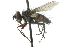 ( - CNC DIPTERA 103990)  @13 [ ] CreativeCommons - Attribution (2011) CNC/CBG Photography Group Centre for Biodiversity Genomics